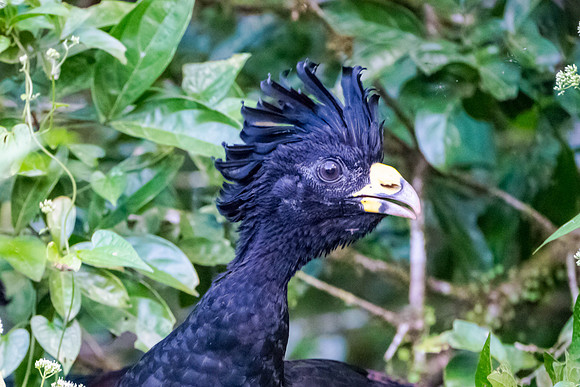 Great Curassow