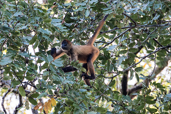 Spider Monkey