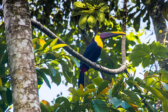 Chestnet-mandibled Toucan