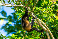 Spider Monkey