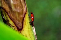 STRAWBERRY DART FROG