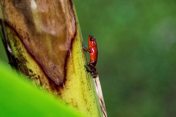 STRAWBERRY DART FROG