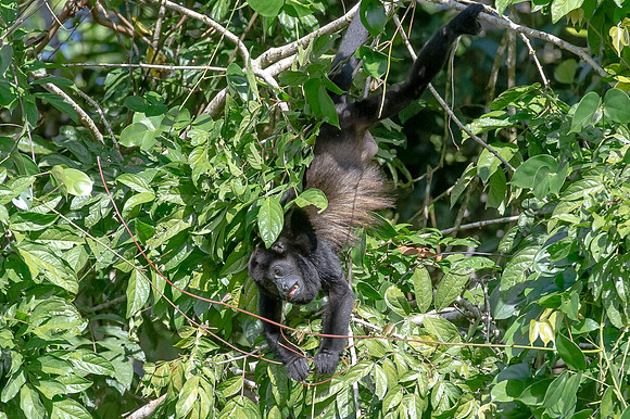 Hollar Monkey