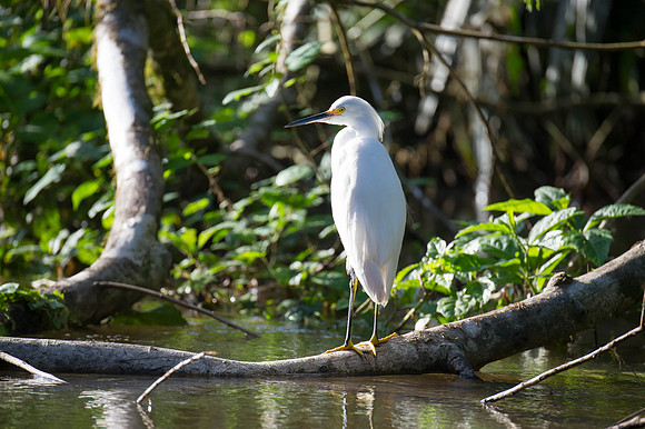 Snowy Egret