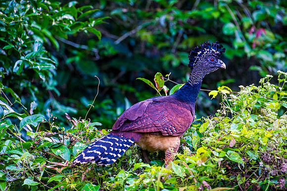 Great Curassow