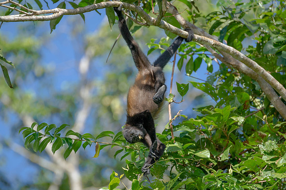 Spider Monkey