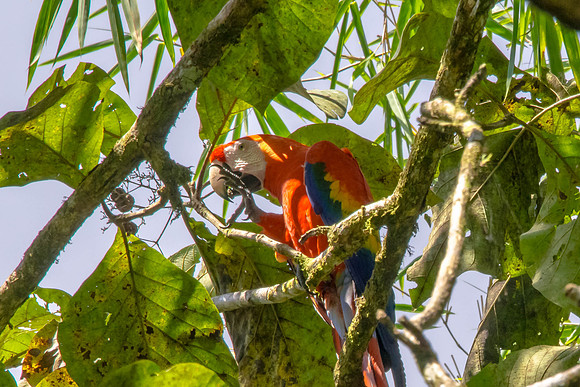 Scarlet Macaw