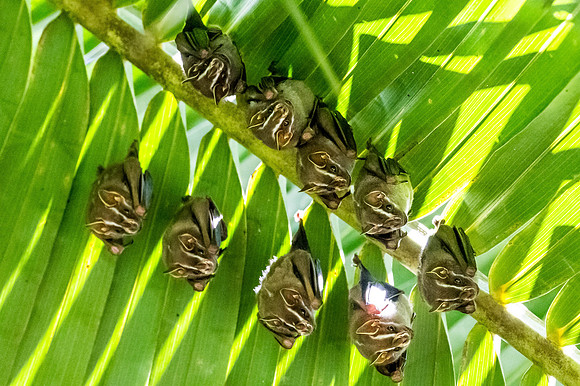 Tent-Making Bats
