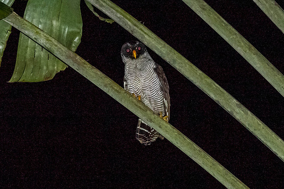 Black & White Owl