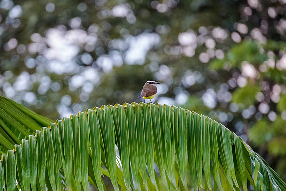 Bananaquit