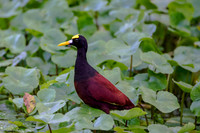 Northern Jacana
