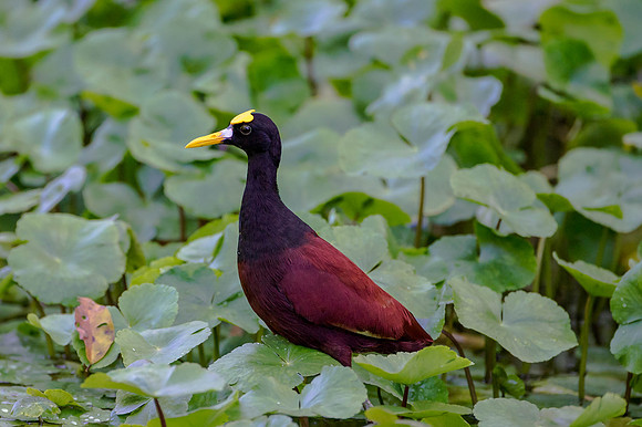 Northern Jacana