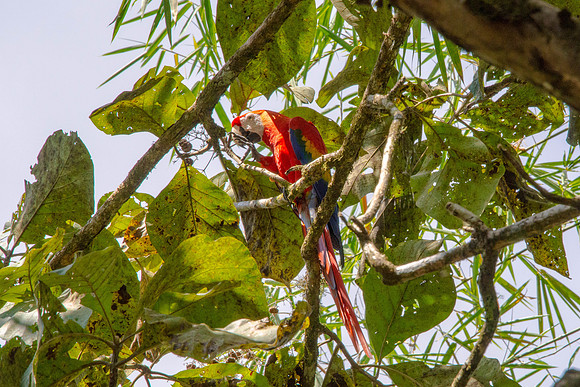 Scarlet Macaw