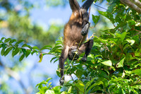Spider Monkey