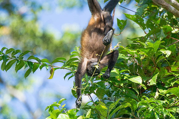 Spider Monkey
