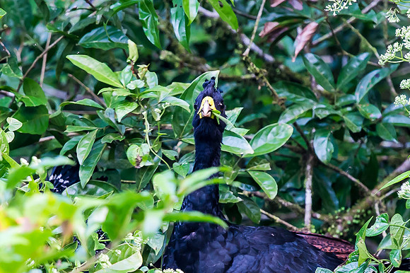 Great Curassow