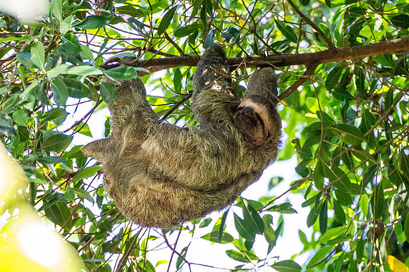 Sloth