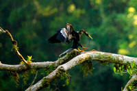 Anhinga