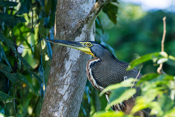 Tiger Heron