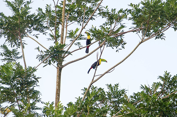 Chestnut-mandibled Toucan