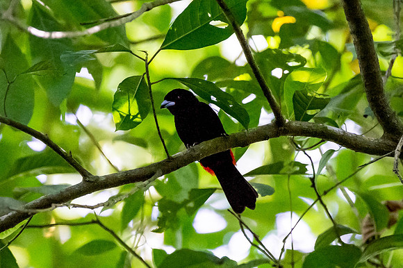 Blue Black Grassquit