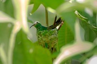 Nesting Rufous-tail Hummingbird