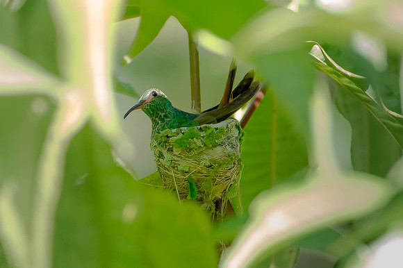 Nesting Rufous-tail Hummingbird