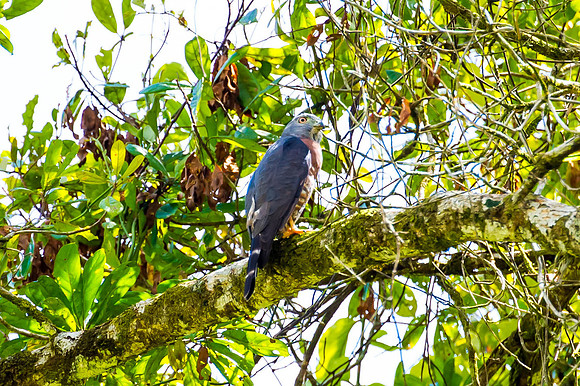 Roadside Hawk