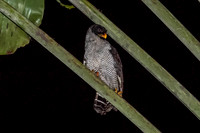 Black & White Owl