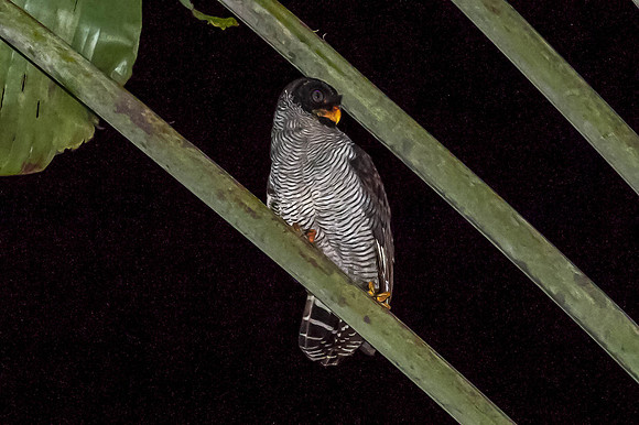 Black & White Owl
