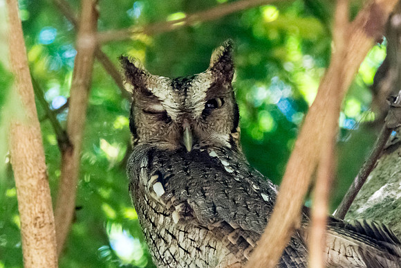 Screech Owl