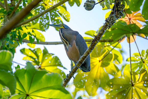 Bare-Throated Tiger Heron