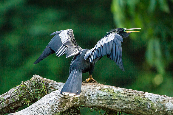 Anhinga