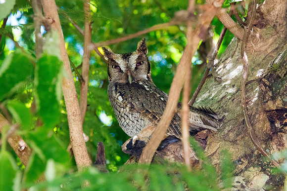 Screech Owl