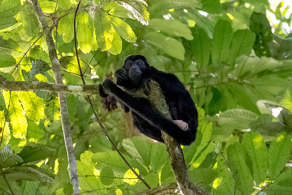 Hollar Monkey