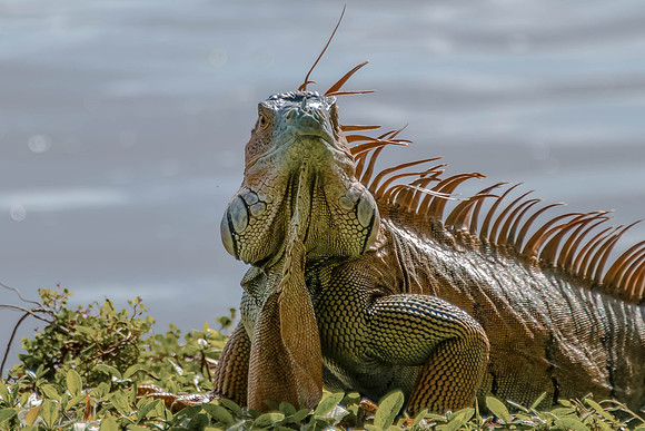 Green Iguana