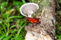 STRAWBERRY DART FROG