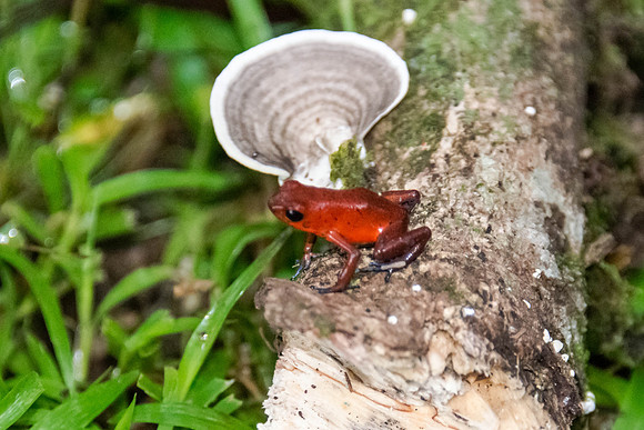 STRAWBERRY DART FROG