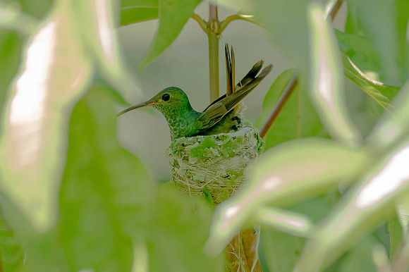 Nesting Rufous-tail Hummingbird