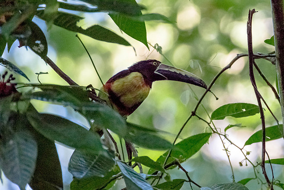 Collared Aracari