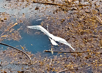 Blue Heron