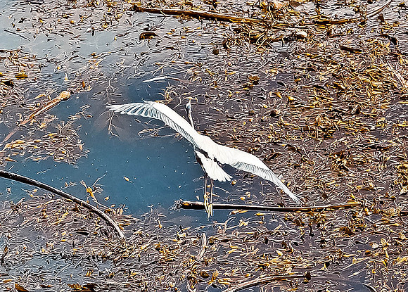 Blue Heron