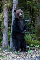 British Columbia Sonora 9.14