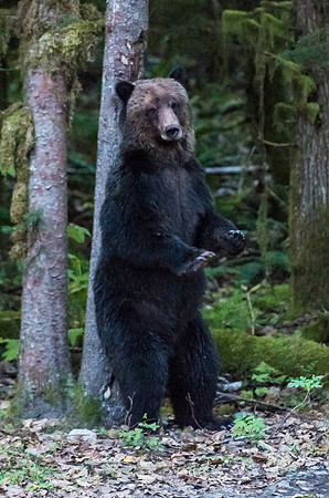 8 ft Grizzly