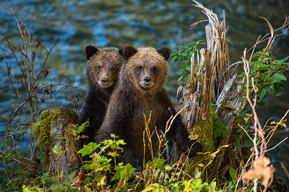 Grizzly Cubs