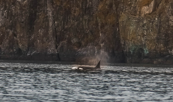 Orca's or Killer Whales