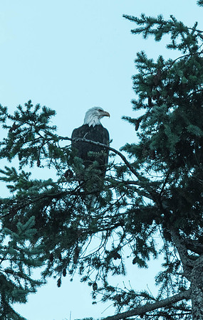American Eagle