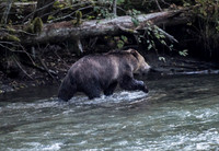 Grizzly Bear