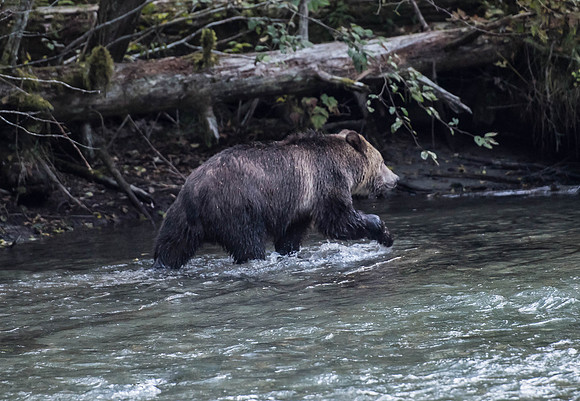 Grizzly Bear