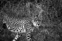 Africa 2016-32